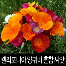 캘리포니아 양귀비 씨앗 혼합 양귀비씨앗 꽃씨 100알