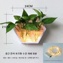 수경 화분 인테리어 수생 식물 천연 가습기 다육, F
