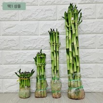 [개운죽 15cm] 키우기 마리모밥 키우기 부레옥잠 워터코인 몬스테라수경재배 행운목, 10cm