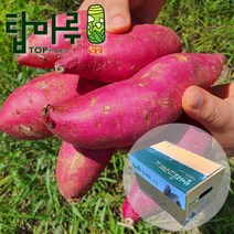 익산원예농협 익산 탑마루 꿀고구마 3.5kg (특상 100~300g), 단일옵션