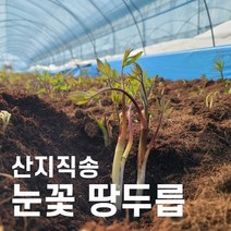 강원도 산지직송 봄나물 제철나물 눈꽃 땅두릅 독활, 03. 눈꽃 땅두릅 1kg
