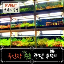 [미초 오픈이벤트] 초보자용 쉽고 다양한 랜덤 수초 세트(약18촉) + 서비스 증정 / 유경 수초 / 치어 수초 / 구피 수초 / 레이아웃