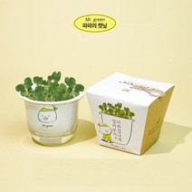 식물기르기 에코팟 메시지콩