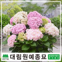 [대림원예종묘] 정원수국 겹꽃수국 도피오시리즈 도피오수국, 정원수국 도피오 (누볼라) 15cm 포트