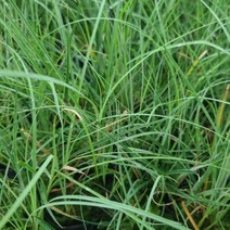 사초 5종 포트 택1 2개 / 4개묶음 4치비닐포트, 4.사초 파미라 4치 비닐포트 2개 묶음