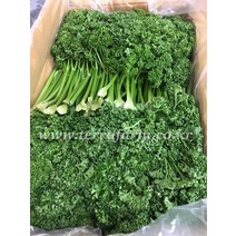 파세리 (1KG) 파슬리 향신료 생파슬리 생파세리 장식용, 오일만주스세트(파슬리300G+레몬5개)