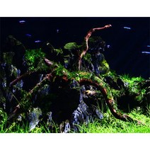 매직아쿠아 자와모스 활착유목 (랜덤 20~30cm)