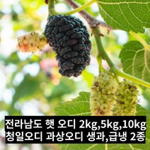 국산 전라남도 햇 오디 2kg 5kg 10kg 청일오디 과상오디 생과 냉동 과상 청일뽕, 23년 오디 과상2호[최상품] 급냉 5kg, 1개