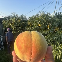 [마켓프룻] 꿀당도 양홍장 황도 복숭아 4kg (8-10과 8-10개입) 당도선별 선물용 로얄과 황도복숭아 1개 1박스