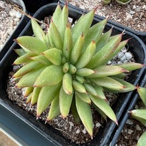 [올식스] 곰마리아철화 금종자1호, 1개