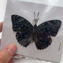 조각상 인테리어 소품샵 나비 표본 곤충 인형 생산 매력 홈 장식 액세서리 거실 컬렉션 아트, 27 27
