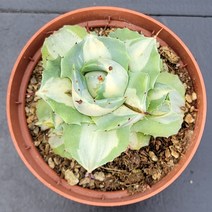 꽃다리 왕비뇌신금 76 다육식물 선인장 아이만배송