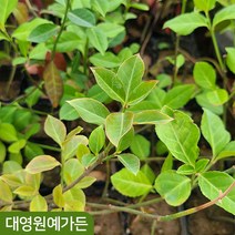 줄사철 - 포트 덩굴식물 상록 월동식물 조경수 야생화, 줄사철 20cm포트