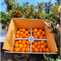 제주농장 제주도 고당도 노지 타이벡 잘익은 감귤 3kg 5kg 10kg 겨울 귤 직배송, 4.제주 타이벡귤 3kg