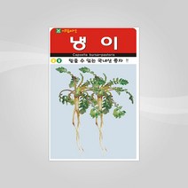 슬로시 채소 씨앗 산채 씨 종자, 냉이20000립(아람)