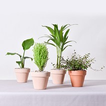 실내공기정화식물 이태리토분 분갈이 식물키우기 몬스테라 유칼립투스 테이블야자 오렌지자스민, 6.율마, 2.이태리 황토