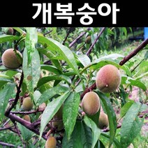 복숭아(개복숭아) R3cm 개화주(분) 1개/나무 묘목/과실수/유실수