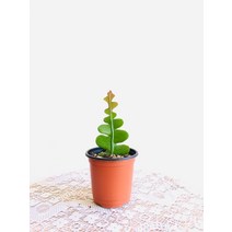 피쉬본 생선뼈선인장 쇼우 미니소품 10~20cm 19