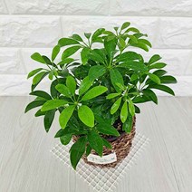 홍콩야자(소) 키우기 쉬운 실내 화초 식물 바구니별도, 단품, 1개