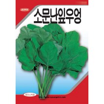 (씨앗) 소문난 잎우엉 - 쌈채소 - 쌈용 우엉 씨앗 종자 - 소포장 - 10g