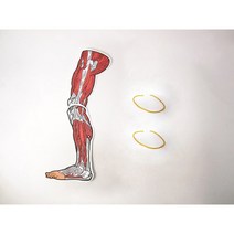 다리근육모형만들기