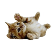 차량용 냉장고 미니 냉온장고 캠핑용 온장고 3Ratels CM29 사랑스러운 고양이 페르시아 Birman Bombay 영국, 04 CM29-4_05 50cm( 19.7inch)