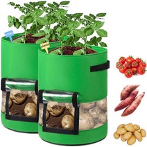 실내 텃밭 가꾸기 뿌리작물 채소 키우기 투명 화분, 그린