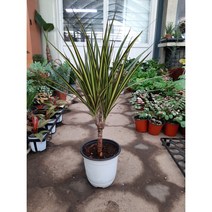 드라세나 마지나타/옐로우