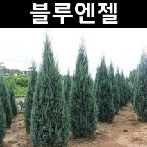 블루엔젤 나무 묘목 4치포트 5개/정원/공원/조경수