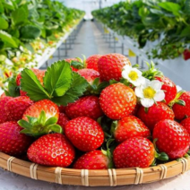 딸기 산지직송 여름 프리미엄 생딸기, 샌드용 딸기 1kg, 1개
