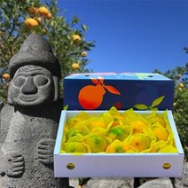 제주 서귀포 황금향 선물세트 5kg, 단품