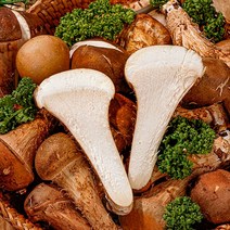 농가살리기 국내산 참송이버섯 향기로운 솔향을 담은 쫄깃담백한 참송이 버섯 500g 1kg, [B등급] 참송이버섯 500g