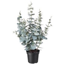 이케아 페이카 인조식물 실내외겸용 유칼립투스 65cm 화분지름15cm, 없음