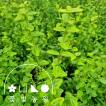 [10포트] 꽃빛농원 황금줄사철 3치포트 줄사철 묘목, 4치포트 (10개)