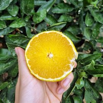 [9/24일까지 주문시 명절전배송] 자연에서바로 제주직송 황금향 가정용 당도보장 제주황금향 1kg 1.5kg 2.5kg, 4.5kg 대과(10-15과 내외)
