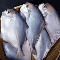 신안 병어 손질 횟감 참병어 자연산 병어찜, [횟감용 병어], 횟감용 250-290g (소) 1마리