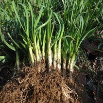 두메부추모종 1000주1상품/아삭이부추 튼실한 잘사는묘종 종근 씨앗 구근 종구