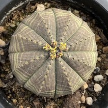 오베사 다육식물 수꽃 10cm