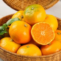 제주도하우스귤 2.5kg 5kg 하우스감귤 금귤, 로얄대과 2.5KG