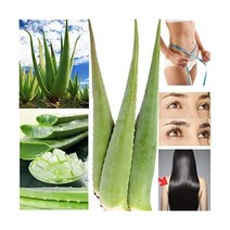 프레쉬 라지 유기농 알로에 베라 잎 80cm 길이 900g 스페인 EU 인증 1 2 3 5 10개입 통 XXL 바르바덴시스 밀러 젤 스킨 헤어 네일 바디 안티 아칭 10 Vitab, 10