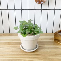 1+1 캣닢 캣닙 키친허브 화분 재배 세트 캣그라스 베란다 텃밭 허브 키우기, H22.캣닢, H19.구문초