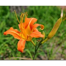 꽃씨앗(50립) 원추리 씨앗 종자씨앗 야생화 씨앗모음