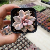 가홈플라워 살구미인금 다육식물 공기정화식물