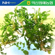 농협 제철 냉이 2kg