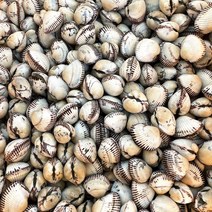 [더조은푸드] 산지직송 제철에먹는 벌교 새꼬막 1kg, 벌교 새꼬막 (17-19mm) 1kg