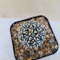 [메카다육]42-0107 슈퍼투구(실생 선인장) 화분포함 다육식물, 1개