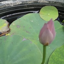 연 연못 연꽃, 1개