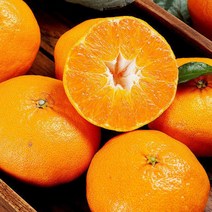 제주 레드향 실속형 8kg 30-38과, 제주 레드향 실속형 8kg 40-43과