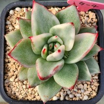 (마리아금) 5-4, 1개