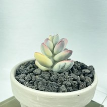 방울 복랑금 1두 독일크림토분 검정화산석 복랑 비싼 다육이 식물 재테크 다유기, 독일 모카, 1개